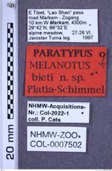 Etiketten zu Melanotus bieti (NHMW-ZOO-COL-0007502)